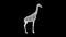 3D giraffe rotates on black background. Wild animals concept. Business advertising backdrop. For title, text