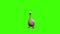 3D Goose bird walking loop on chroma key with front view