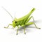 3d Grasshopper On White Background - Stunning Unreal Engine Render