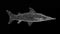3D Hammerhead Shark rotates on black bg. Wild animals concept. Protection of the environment. For title, text