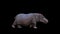 3D Hippopotamus walking animation with alpha matte, Hippo running or walking with cycle view