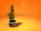 3d home plant in pot Isolated