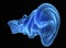 3D human ear anatomy