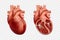 3d human heart anatomy with cross-section and non cut view. Anatomically correct realistic heart