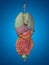 3D human or man internal or thorax organs for anatomy or health