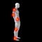 3D human or man with muscles for anatomy or health designs with articular or bones pain.