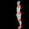 3D human or man with muscles for anatomy or health designs with articular or bones pain