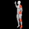 3D human or man with muscles for anatomy or health designs with articular or bones pain. A white male isolated on black background