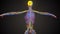 3d illustartion of human body nervous system anatomy