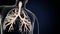 3d illustartionm of human respiratory system lungs anatomy
