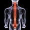 3d illustrarion human body spinal cord of a human body parts