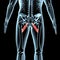 3d illustration of the adductor brevis muscles anatomical position on xray body