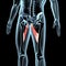 3d illustration of the adductor longus muscles anatomical position on xray body