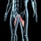 3d illustration of the adductor longus muscles on xray musculature