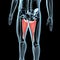 3d illustration of the adductor magnus muscles natomical Position On  Xray Body