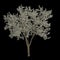 3d illustration of amelanchier flowering isolated on black background