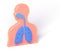 3D illustration of anatomy with highlighted blue lungs
