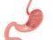 3D illustration of the anatomy of the human stomach, esophagus and intestine.