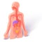 3D illustration anatomy with urinary system.