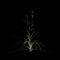 3d illustration of andropogon gerardii bush isolated on black background