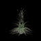 3d illustration of andropogon gerardii bush isolated on black background