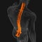 3D_Illustration_Back_bone_of_human_skeleton_medical_concept