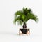 3d illustration of black houseplants isolated on white background