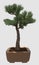 3D Illustration Bonsai Tree Isolated On White