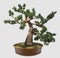 3D Illustration Bonsai Tree Isolated On White