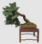 3D Illustration Bonsai Tree Isolated On White