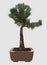 3D Illustration Bonsai Tree Isolated On White