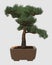 3D Illustration Bonsai Tree Isolated On White