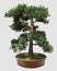 3D Illustration Bonsai Tree Isolated On White
