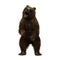 3D illustration of a brown bear standing on hind legs and roaring isolated on white