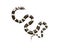 3D Illustration of a California King Snake