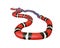 3D Illustration of a California King Snake Swallowing a Blue Red Snake