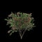 3d illustration of Callistemon citrinus tree isolated on black background