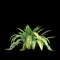 3d illustration of Capitulata Palm Grass isolated on black baclground