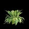 3d illustration of Capitulata Palm Grass isolated on black baclground