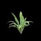 3d illustration of Capitulata Palm Grass isolated on black baclground