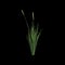 3d illustration of carex appressa bush isolated on black background