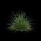 3d illustration of carex appressa bush isolated on black background