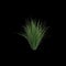 3d illustration of carex appressa bush isolated on black background