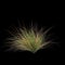 3d illustration of Carex testacea bush isolated on black background