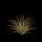 3d illustration of Carex testacea bush isolated on black background