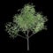 3d illustration of Carya ovata tree isolated on black background