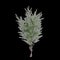 3d illustration of Casuarina equisetifolia tree isolated on black background