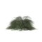 3d illustration of Casuarina Glauca bush isolated on white background