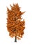 3D Illustration Chestnut Tree on White