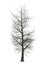 3D Illustration Chestnut Tree on White